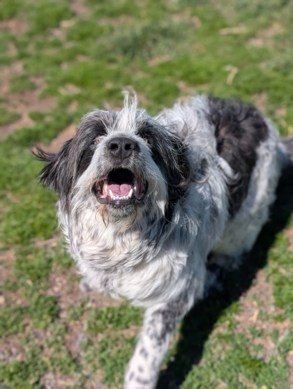 Pet Photo