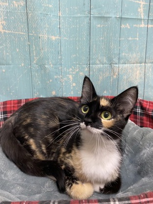 Pet Photo