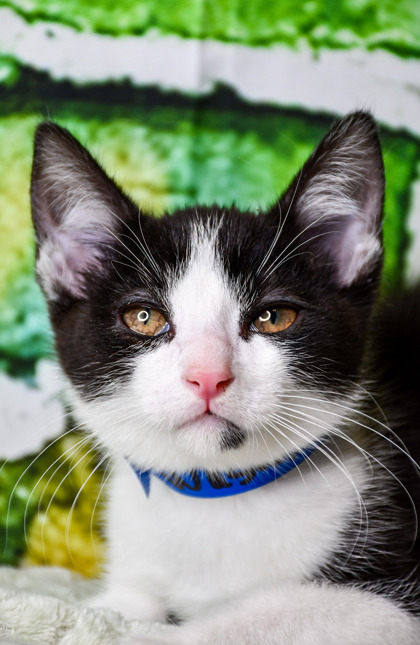 Pet Photo