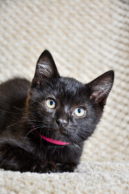 Pet Photo