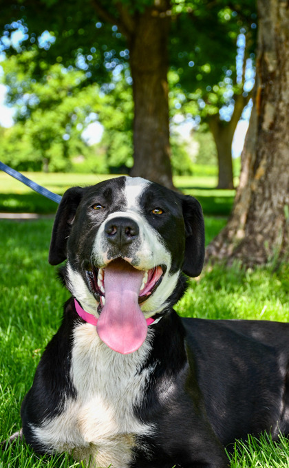 Pet Photo