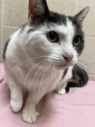 Pet Photo
