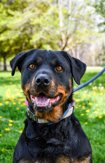 Pet Photo