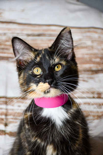 Pet Photo