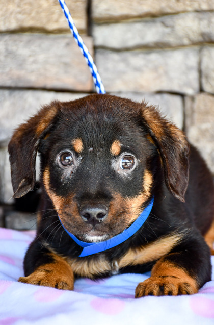 Pet Photo