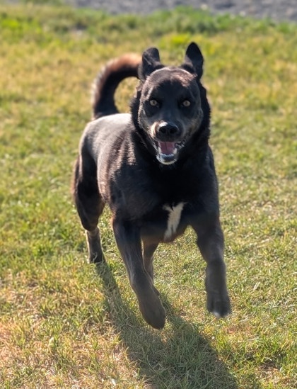 Pet Photo