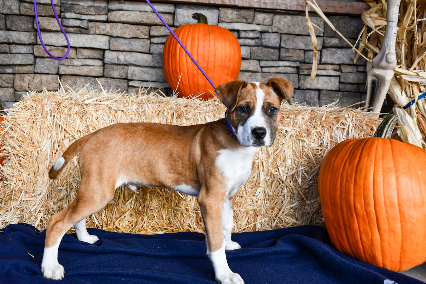 Adopt a Dog in Yakima Yakima Humane Society