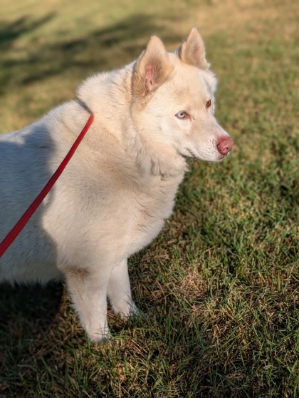 Pet Photo