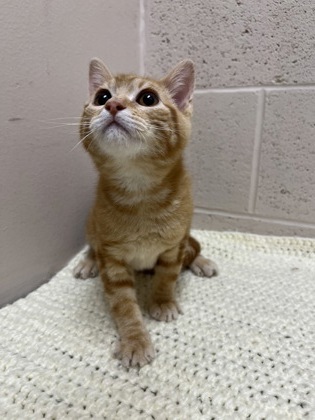 Pet Photo