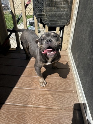 Pet Photo