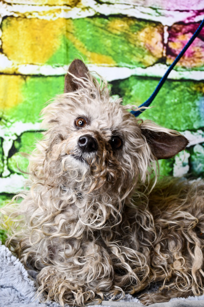 Pet Photo