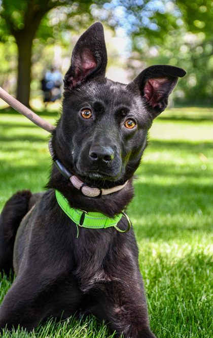 Pet Photo