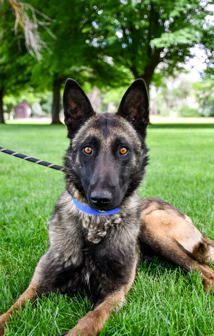 Pet Photo