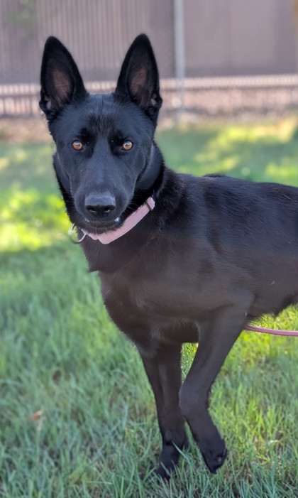 Pet Photo