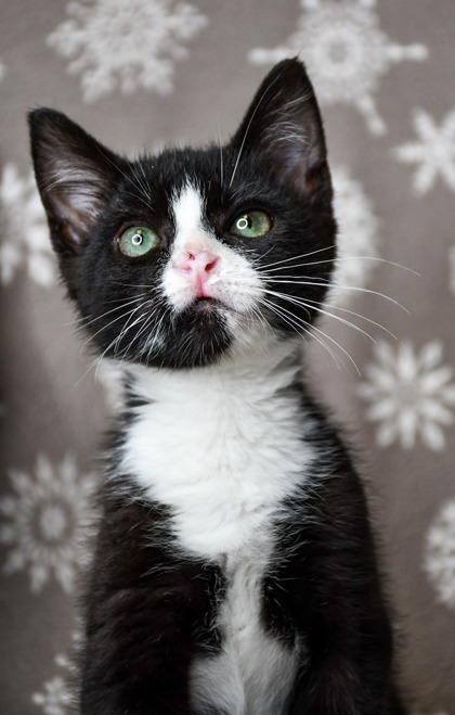 Pet Photo
