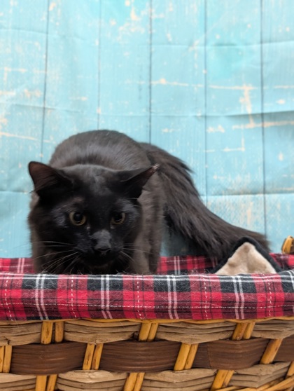 Pet Photo
