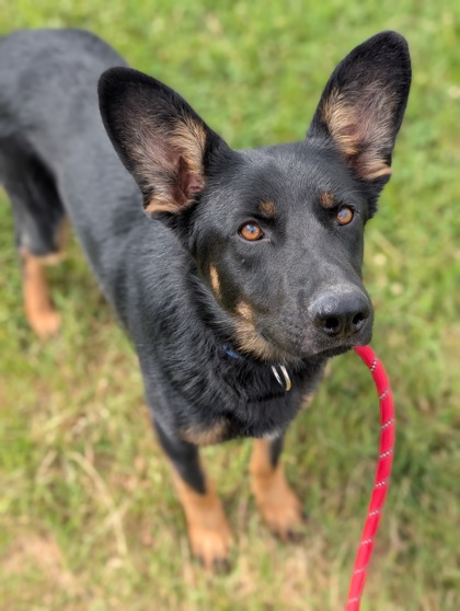 Pet Photo