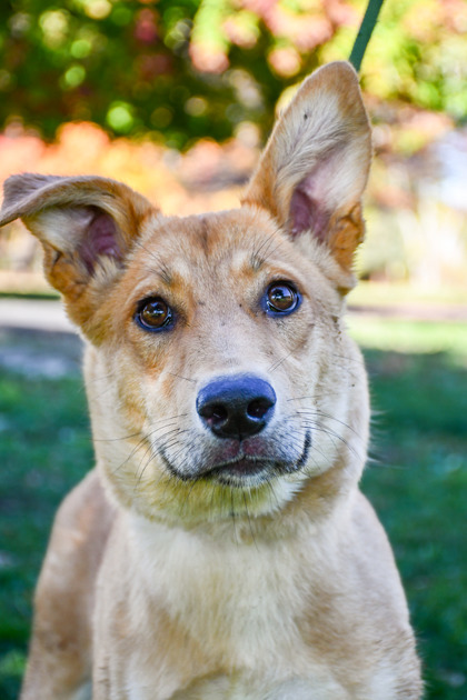 Pet Photo