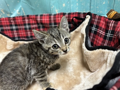 Pet Photo
