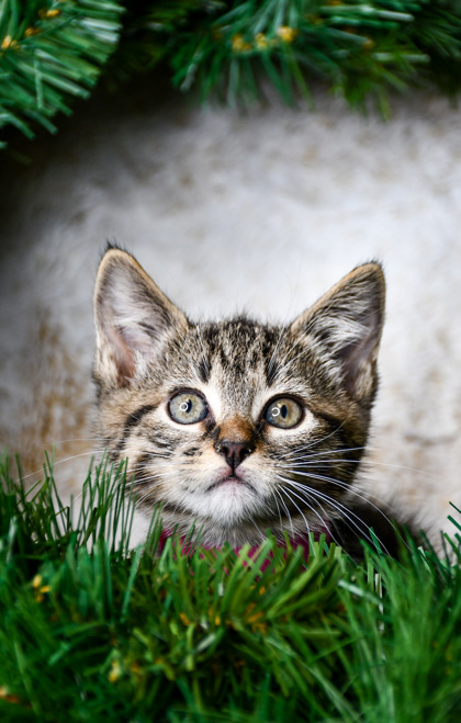 Pet Photo