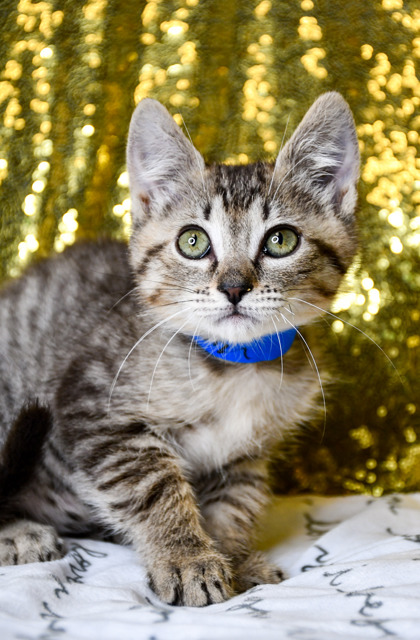 Pet Photo