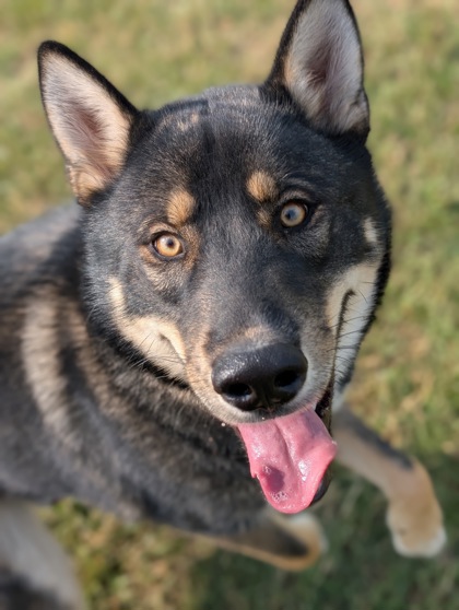 Pet Photo