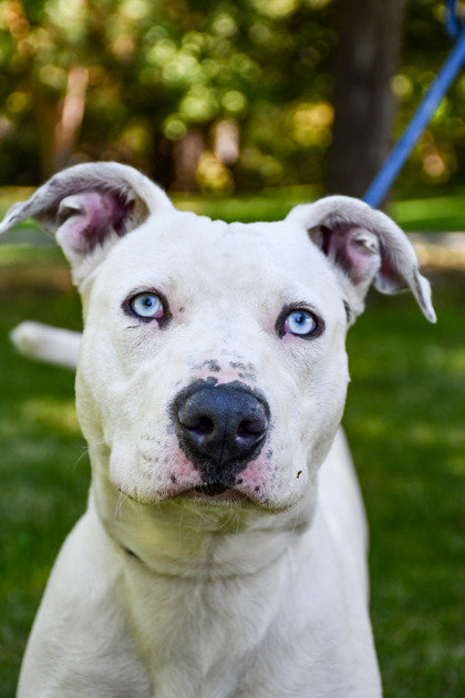 Pet Photo