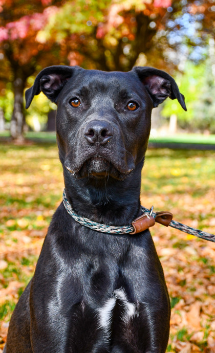 Pet Photo
