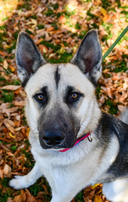 Pet Photo