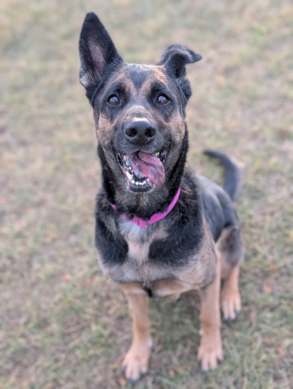 Pet Photo