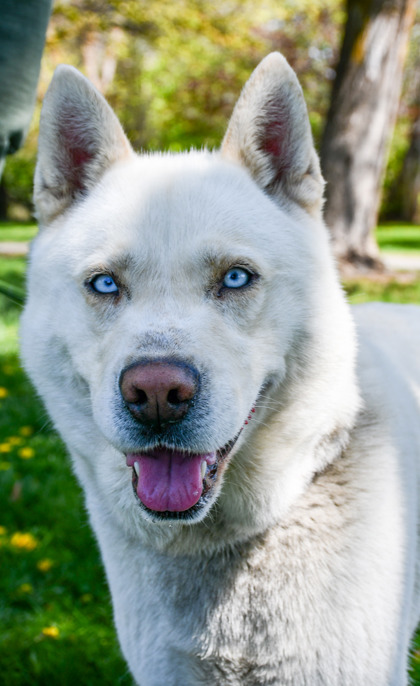 Pet Photo