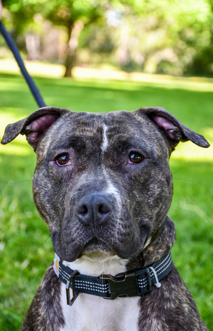 Pet Photo