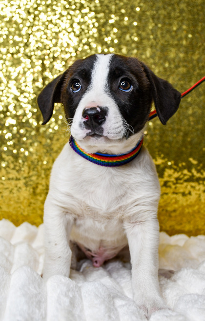Pet Photo