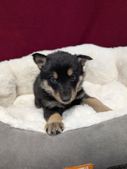 Pet Photo