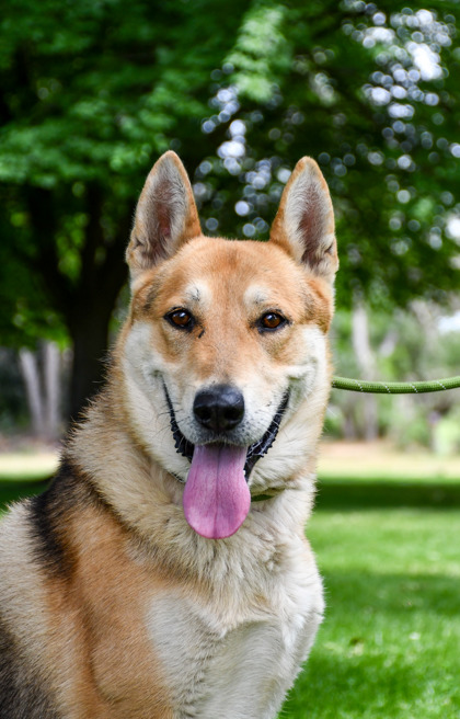 Pet Photo