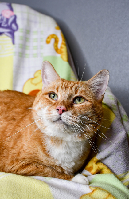 Pet Photo