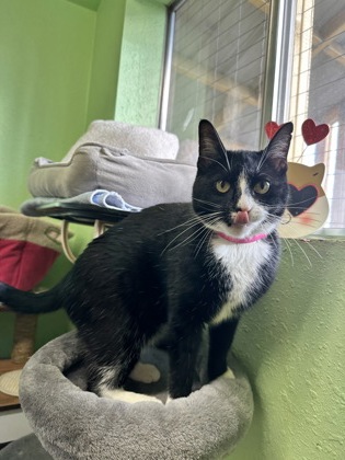 Pet Photo