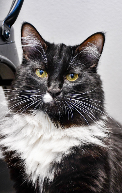 Pet Photo