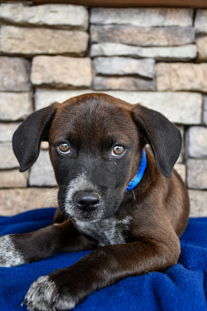 Pet Photo