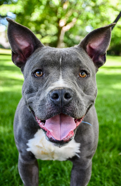 Pet Photo