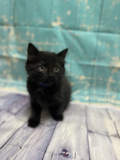 Pet Photo
