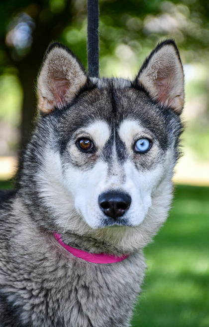 Pet Photo