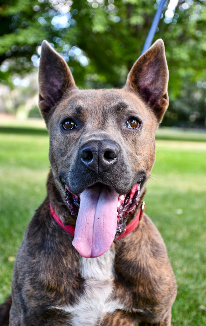 Pet Photo
