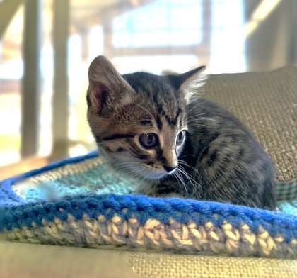 Pet Photo