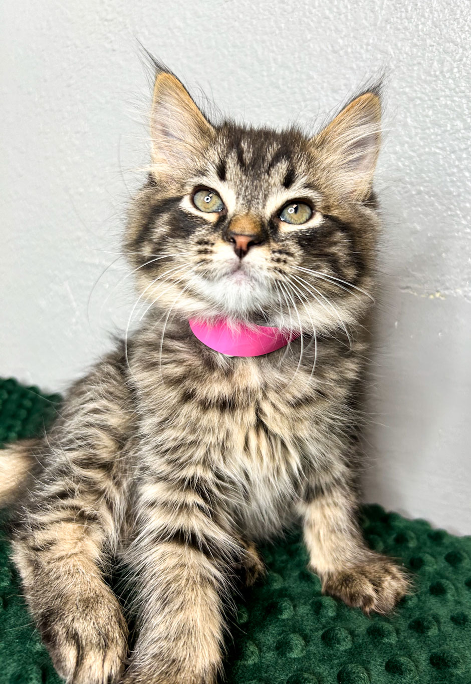 Adopt a Cat in Yakima Yakima Humane Society