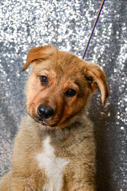 Pet Photo