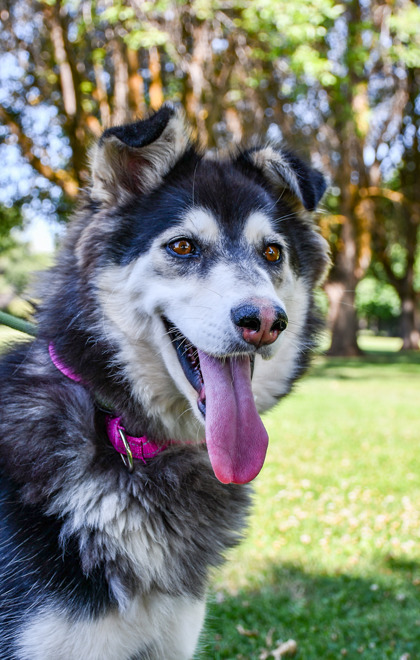 Pet Photo