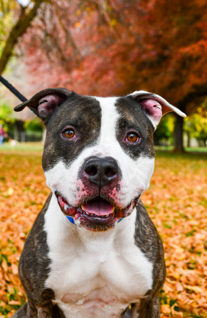 Pet Photo