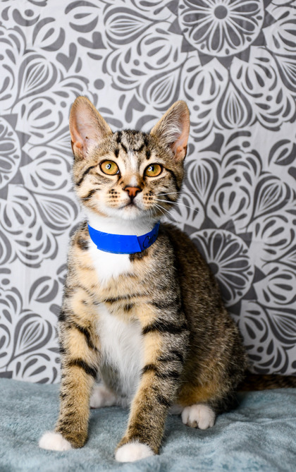 Pet Photo