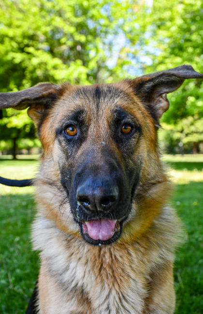 Pet Photo